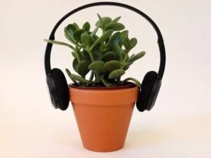 Plant in terracotta pot with headset around it