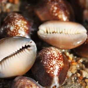 Cypraea tigris - Tiger Cowrie